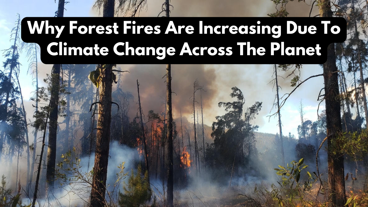 Why Forest Fires Are Increasing Due To Climate Change Across The Planet