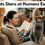 Why Cats Stare at Humans Explained